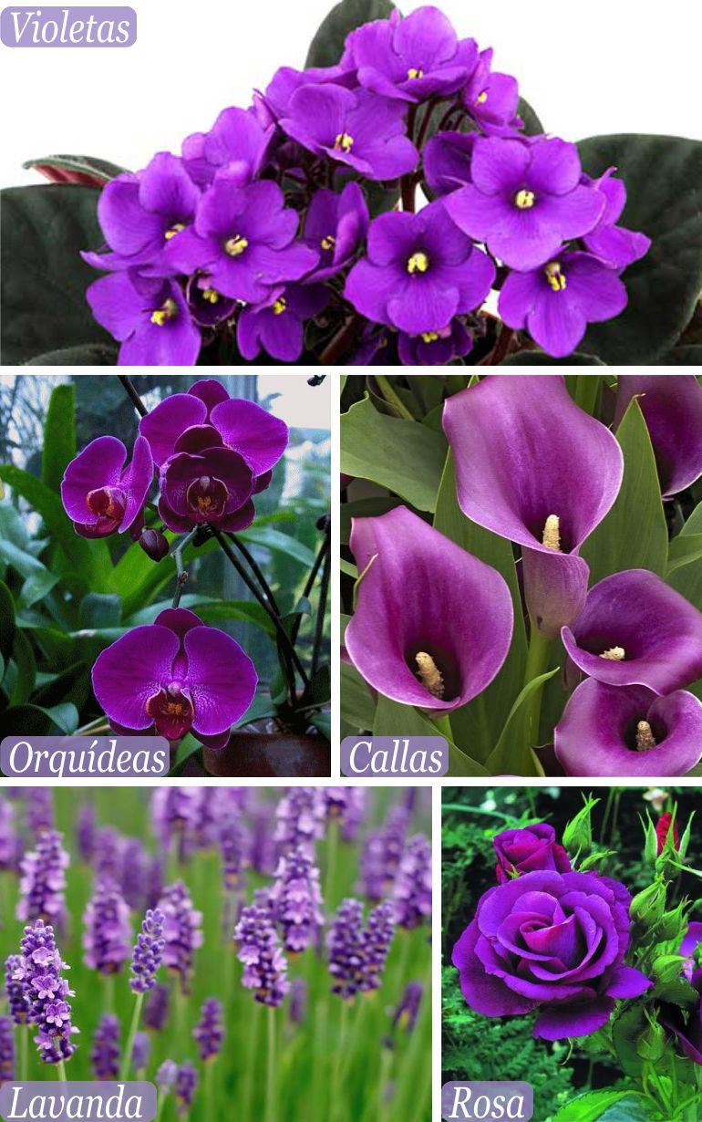 Flores para casamento ultra violet